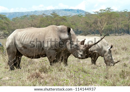 Female Rhino and Calf,  One of the largest horns in Africa.  Nakuru National Park, Tanzania.