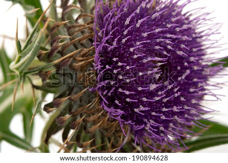 thistle isolated on a over white background