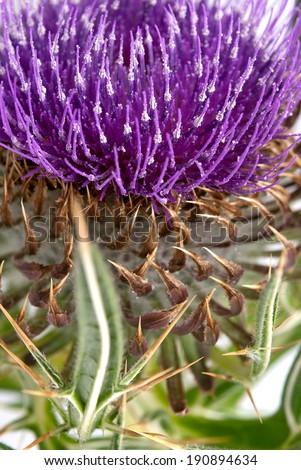 thistle isolated on a over white background