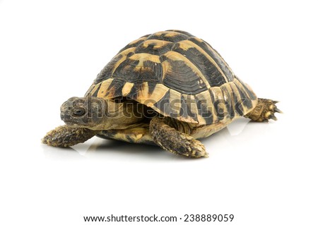 Tortoise on white Tortoise on white