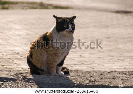 Cat surrounding sidewalks, urban animal. Alley cat looking for food