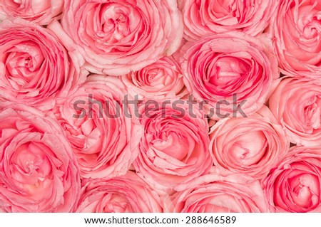 Background image of pink roses, season flowers