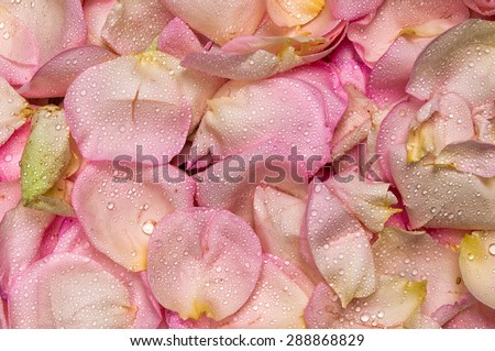 Pink rose petal background, season flowers and water drops
