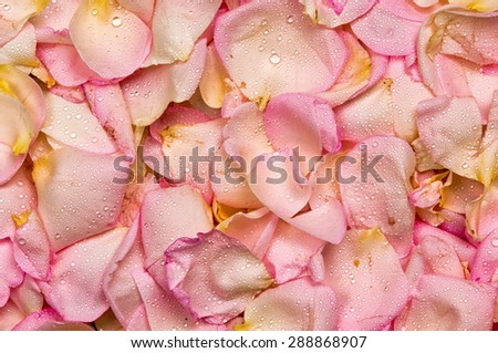 Pink rose petal background, season flowers and water drops