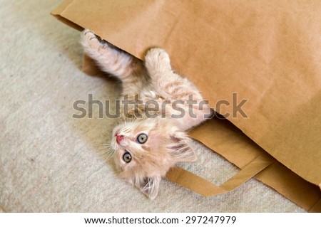 cat lying in a brown paper bag,  image taken indoors in Reno