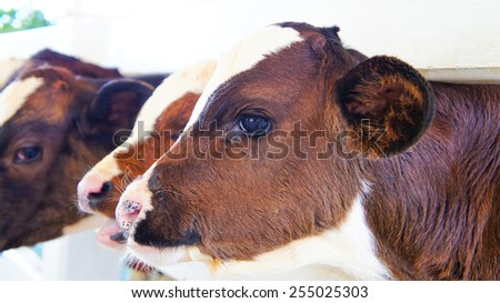 Little Cow