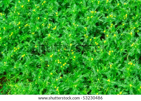 Yellow and green  medical camomiles background wallpaper