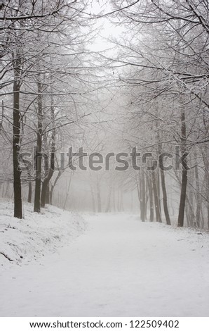 Foggy morning in the winter forest