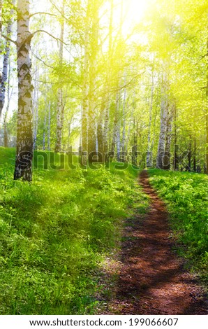 Pathway at sunny spring forest