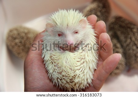 White albino Hedgehog pet lying in human hand