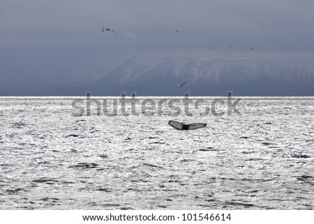 Whale tail in the waters outside Reykjavik, mountains in the background