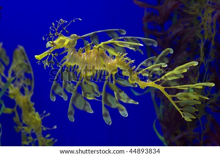 இலை வடிவ கடற் குதிரைகள். - Page 4 Stock-photo-leafy-sea-dragon-photographed-in-indonesia-44893834