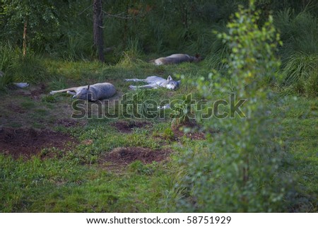 A pack of wolves sleeping in the forest
