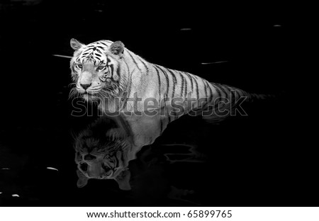 Black and white picture of a white tiger standing in water