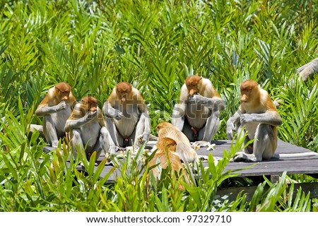 Monkeys Eating