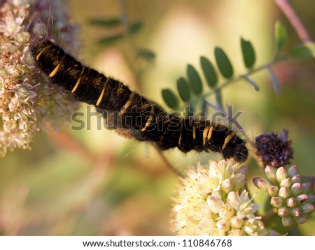 Fox Moth larvae crawling between Norwegian angelicas