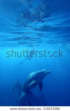 Wild Dolphins swimming in blue ocean in Zanzibar