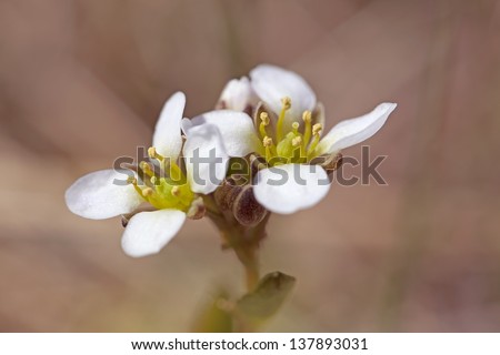 Macro picture of a white yarrow flower - shallow DOF