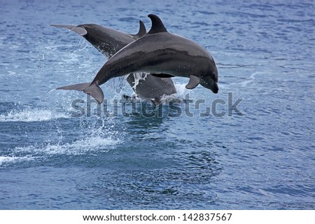 Bottlenose Dolphin In The Ocean Of Palawan