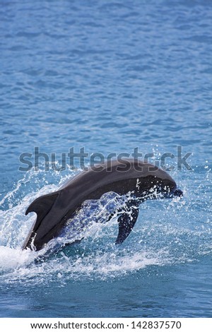 Bottlenose Dolphin in the ocean of Palawan