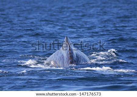 The back of a Sperm Whale in Norwegian waters