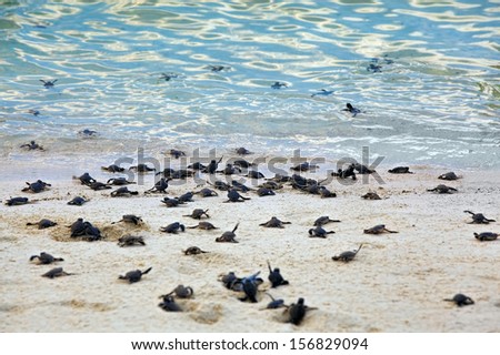 Turtle Hatchlings