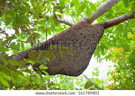 Large natural beehive hanging from a tree