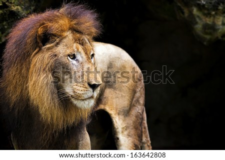 Side portrait of a Lion in Africa