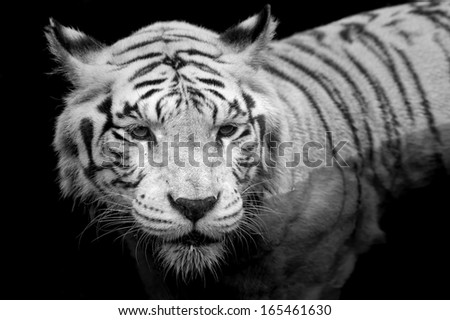 Black and white portrait of a White Tiger