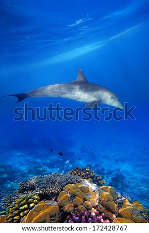 Wild Dolphin and corals in blue ocean of Zanzibar