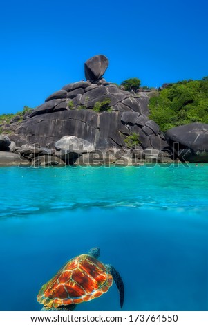 Green Sea Turtle above and below at Similan Islands