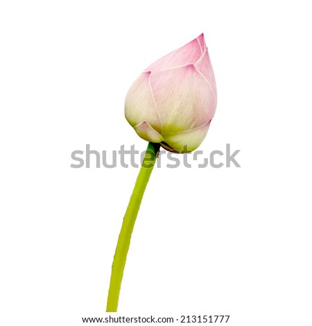 lotus(Single lotus flower isolated on white background)