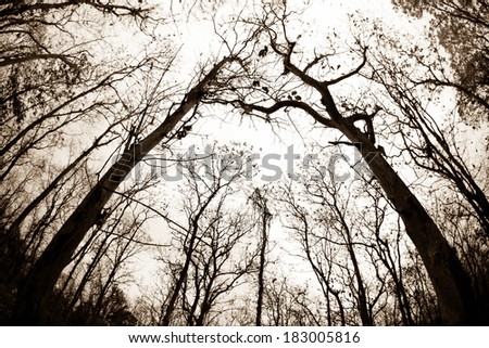 Dry tree branches