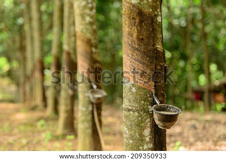 rubber tree