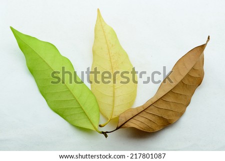 Sort leaf color