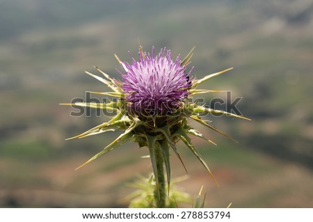 Spiked, Growth, Flower Head,
