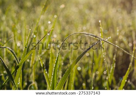 Natural morning dew on grass at sunrise