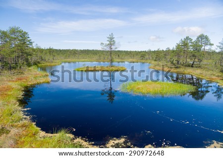 Swampland lake, small island and pine tree reflection on water