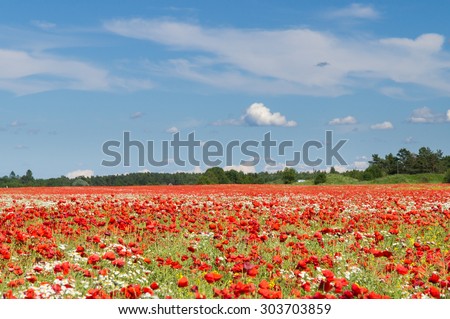 Blue sky over poppy flowers field, rural landscape
