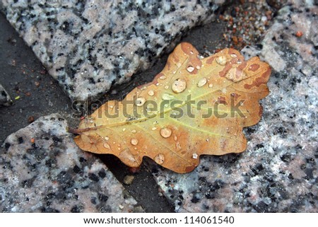 Fall autumn oak brown leave on the stony background