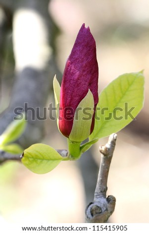 Magnolia flower bud with light green leaves.