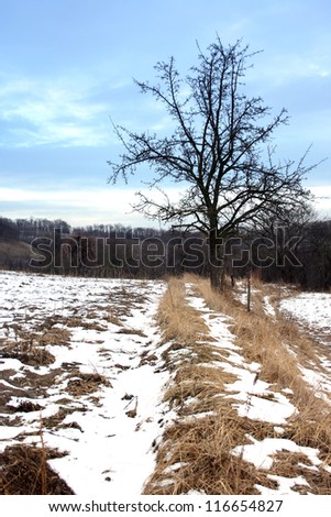 An oak tree in the winter in the snow.