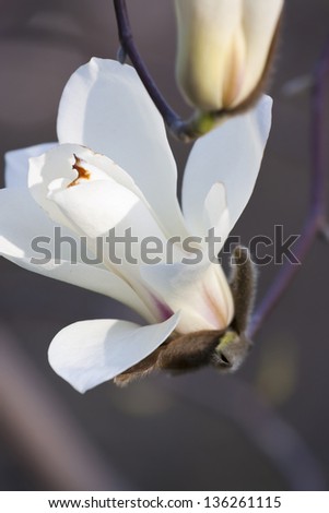 Magnolia flower isolated on orange background.