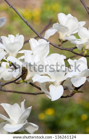 Magnolia flowers isolated on green background.