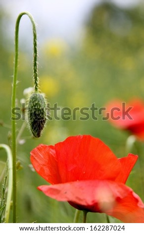 Closeup of a poppy and a poppy flower bud in a wild field  Poppy in a field Corn Poppy