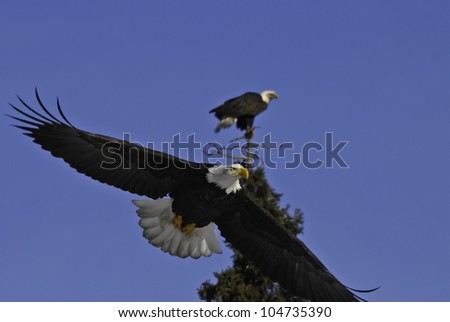 Soaring Eagle