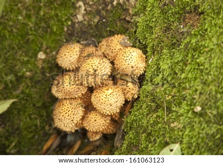 A group of Shaggy Pholiota Cap fungi, (Pholiota Squarrosa ). Found growing on a moss covered tree stump in a deciduous woodland.