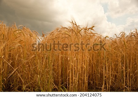 Barley is a cereal crop grown for use in animal feed, food production,and for malting to be used in beer and whiskey. After harvesting the straw can be used for animal bedding.