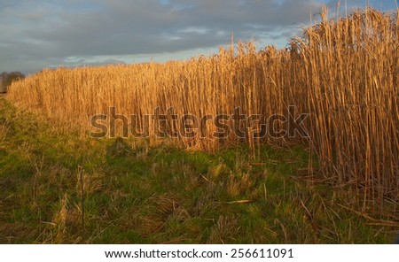 Miscanthus,(commonly called Elephant Grass )is a high yieding energy crop that grows over 3 metres tall,resembles bamboo and produces a crop every year without the need for replanting.