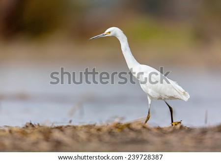 Snowy Egret hunting for frogs and dragonflies in marshland. This picture would make a subject for a painting / watercolor. This bird in its winter plumage. Its golden eye stands out against the black